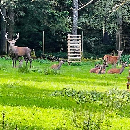 Ferienwohnung Schwarzwald Lodge Schömberg المظهر الخارجي الصورة